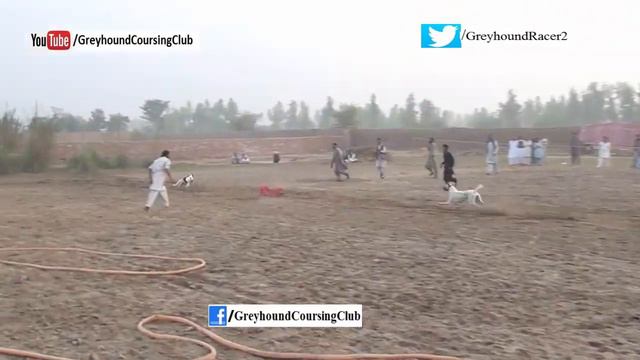 82 Chak race #4 | dog race 2018 | Greyhound race in Pakistan 2018 смотреть онлайн