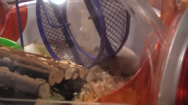 PANASONIC HDC-HS100 смотреть онлайн