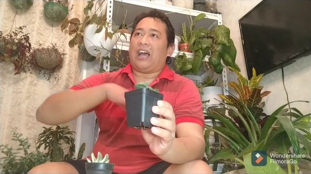 Tamang pag aalaga sa Gasteria glomerata смотреть онлайн