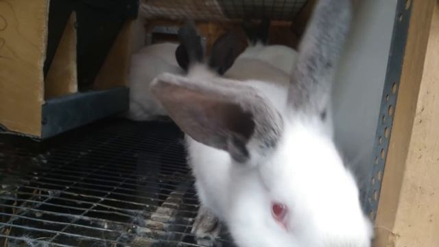 НЕ ГУБИТЕ КРОЛЬЧИХ ПУСТЬ ПРИНОСЯТ КРОЛЬЧАТ Разведение и содержание кроликов смотреть онлайн