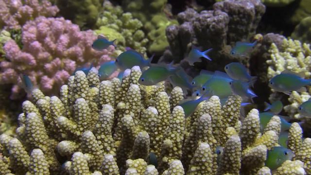 Diving in Red Sea - Egypt - Zabargad - Rockys - St John смотреть онлайн