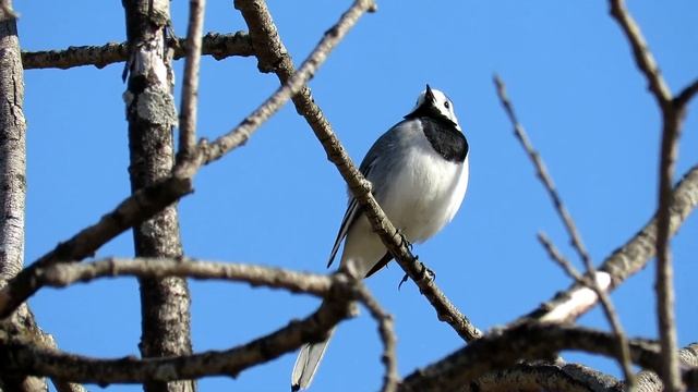 Белая Трясогузка весной, White Wagtail смотреть онлайн