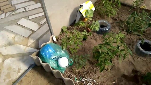 Усовершенствование в теплице:притенение,удобная подвязка томатов смотреть онлайн