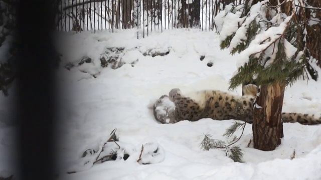 Снежный барс Саян радуется зиме, прыгая и валяясь в снегу. смотреть онлайн