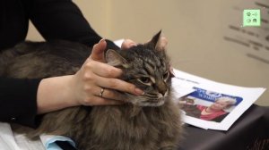 Сибирская кошка