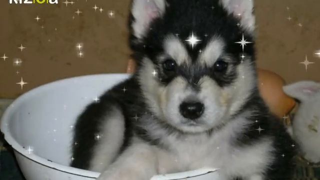 Слайд-шоу: Питомник Аляскинских Маламутов смотреть онлайн