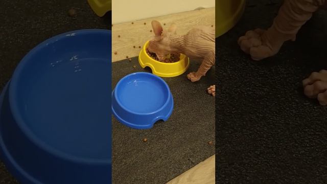 Hungry sphinx. Как ест голодный сфинкс. смотреть онлайн