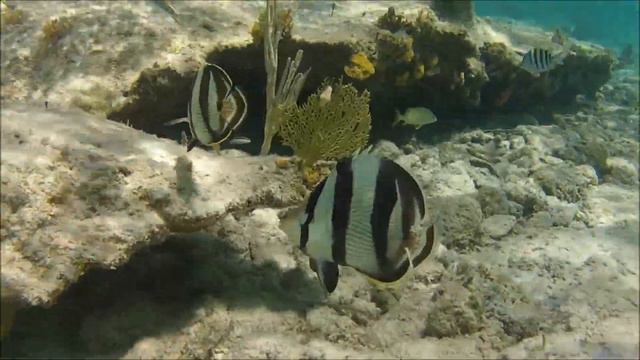 Honeymoon snorkel trip to the Bahamas смотреть онлайн