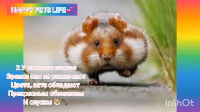 #short Невероятные факты о ХОМЯКАХ!??? смотреть онлайн