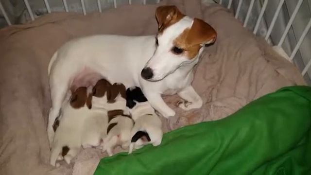 Малышня расселят.Два мальчика и две девочки. смотреть онлайн