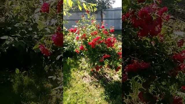 "Аделаида Худлес" лето 2020 смотреть онлайн