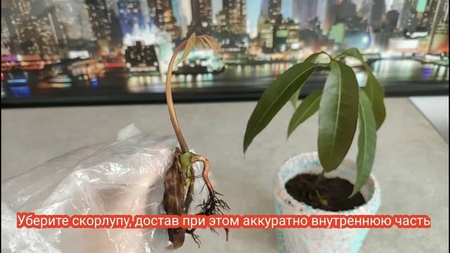 Как Вырастить Манго из Косточки дома? How to Grow a Mango Tree from Seed? смотреть онлайн