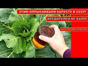 В СССР ОПРЫСКИВАЛИ ЭТИМ КАПУСТУ! ВРЕДИТЕЛЕЙ НА КАПУСТЕ НЕ БЫЛО! Народное средство от насекомых