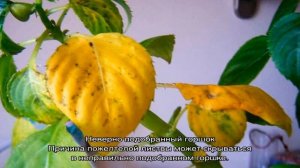 Почему желтеют листья у бальзамина комнатного