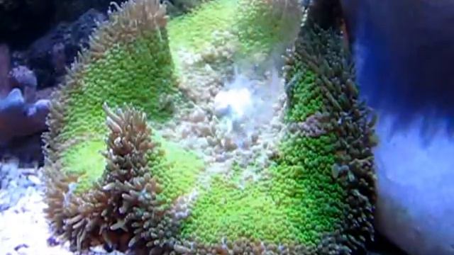 Stichodactyla (Mini Carpet Anemone) spawns (1) смотреть онлайн