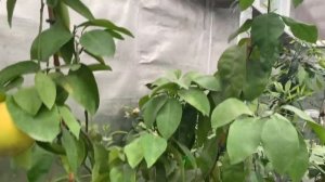 Грейпфрут Дункан в теплице .