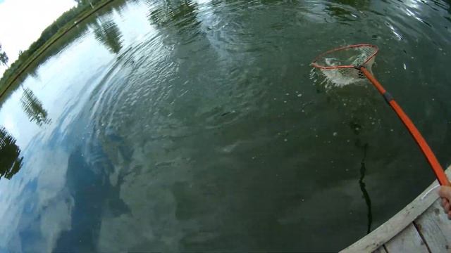 Невероятный клев форели на платном пруду. Испытание Pontoon21 Grace Sonda