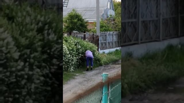 Алка Заправдина ломает кусты соседям. Камера засняла. смотреть онлайн
