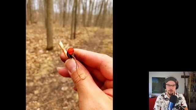 Bloodroot - Mskwiiwjiibik - Sanguinaria canadensis смотреть онлайн