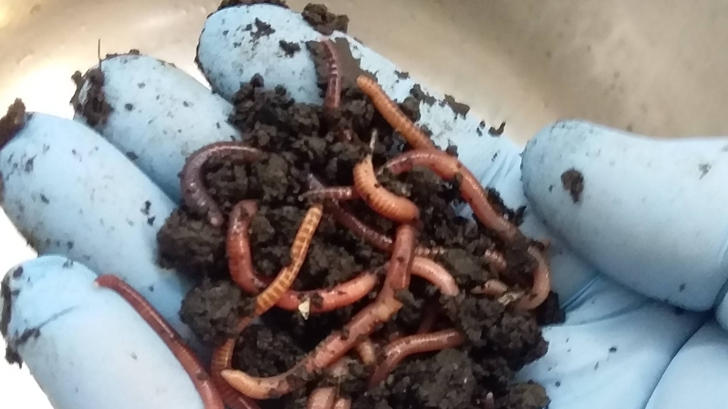 Второй способ сохранения червей для рыбалки.