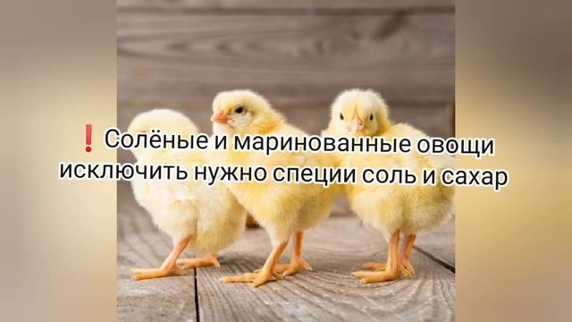 ЧТО СТРОГО ЗАПРЕЩЕНО ДАВАТЬ БРОЙЛЕРАМ? КОРМЛЕНИЕ БРОЙЛЕРОВ смотреть онлайн