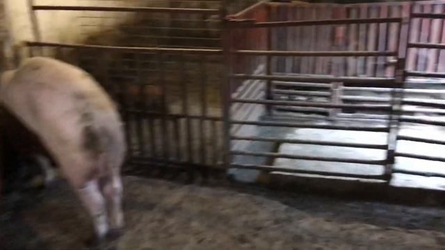 Хрюшки растут )маленькие на продажу))) смотреть онлайн