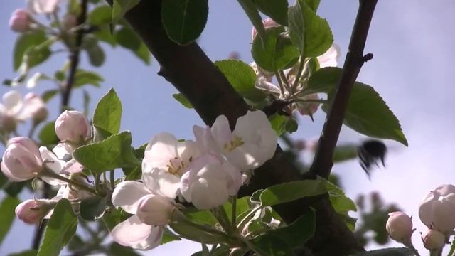 Footage ФУТАЖ 7 (ЯБЛОНЯ В ЦВЕТУ) (Apple tree flowers) смотреть онлайн