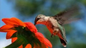 География 32. Джунгли. Часть 2 — Шишкина школа