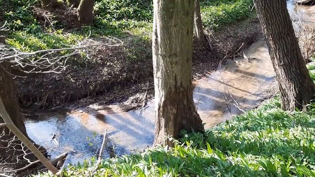 ТУЛЬН -ВЕНСКИЙ ЛЕС-Кремовый суп из черемши„Exclusive Austria“ Tuln-Wiener Wald/Tooln -vensky Forest