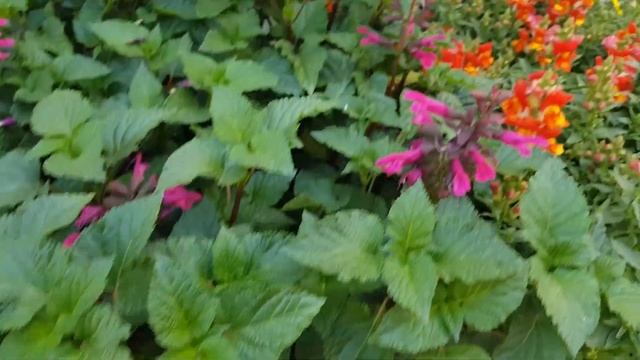 ⭐ПОЕЗДКА в ПИТОМНИК РАСТЕНИЙ I МОИ ПОКУПКИ смотреть онлайн