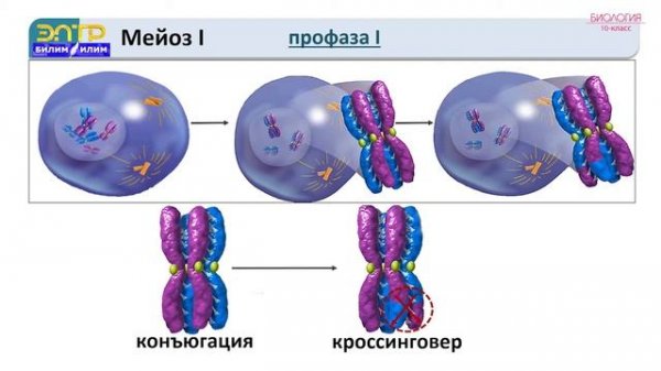 10 класс | Биология  |  Клеткалардын көбөйүүсү, митоз жана мейоз