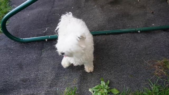 24 ЧАСА ГОВОРЮ ДА КОТУ КЕВИНУ | ПРАНКИ НАД БИЛЬКОЙ смотреть онлайн