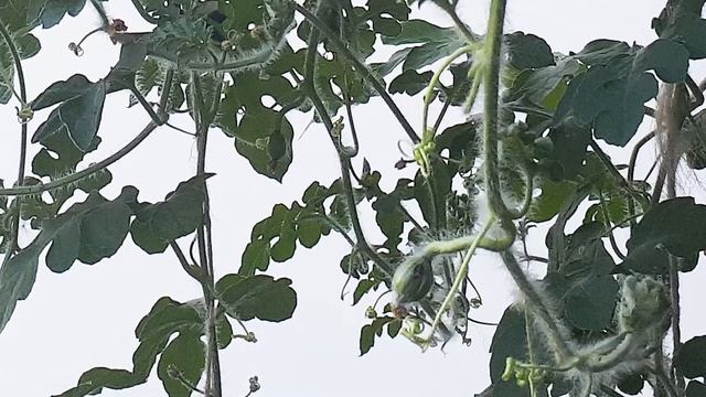 Мой арбуз на моем балконе. Meine Wassermelone ist auf meinem Balkon. смотреть онлайн