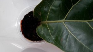 Фикус лировидный "Бамбино", лёгкий способ укоренения. (100% результат).