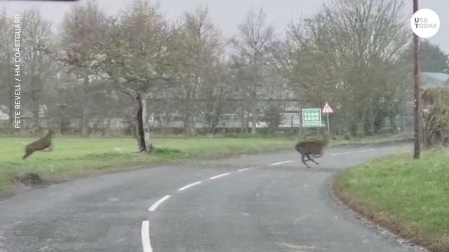 Big herd of deer crosses the road in a surprising video | USA TODAY смотреть онлайн