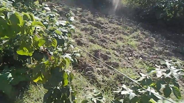 малина весенняя посадка результаты смотреть онлайн