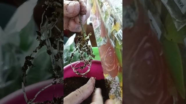 размножение герани листиком . смотреть онлайн