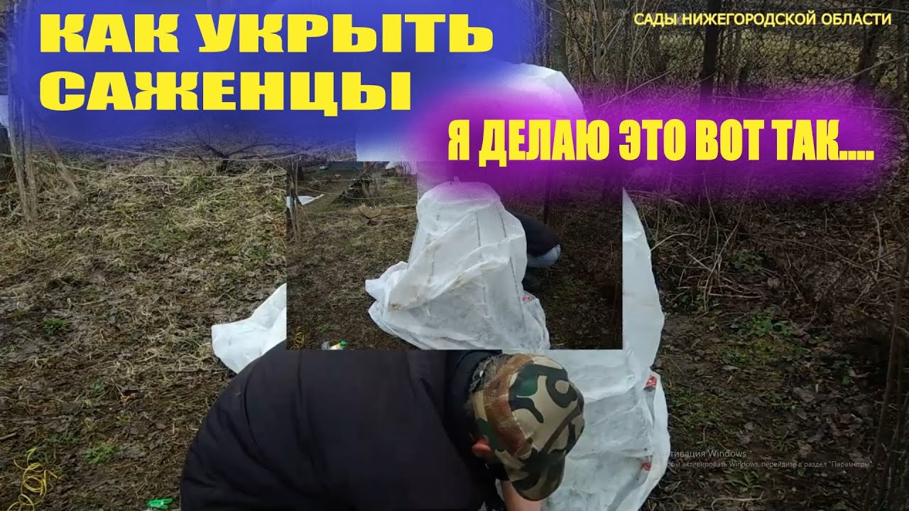 Как укрыть молодые саженцы и посадки от мороза смотреть онлайн