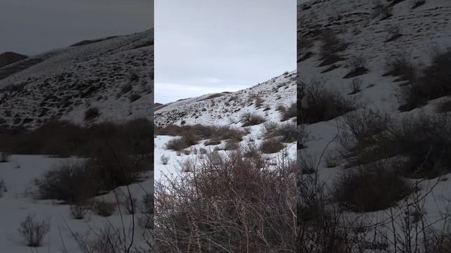 Охота на кекилик 2023. Кыргызстан 🇰🇬.😱😱😍👍 смотреть онлайн