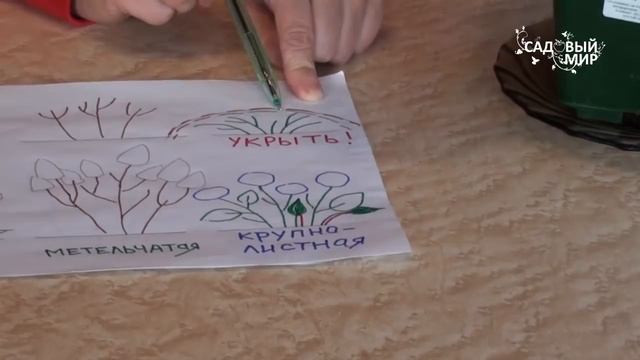 Вы не знаете, какая у вас гортензия? Как выращивать гортензии смотреть онлайн