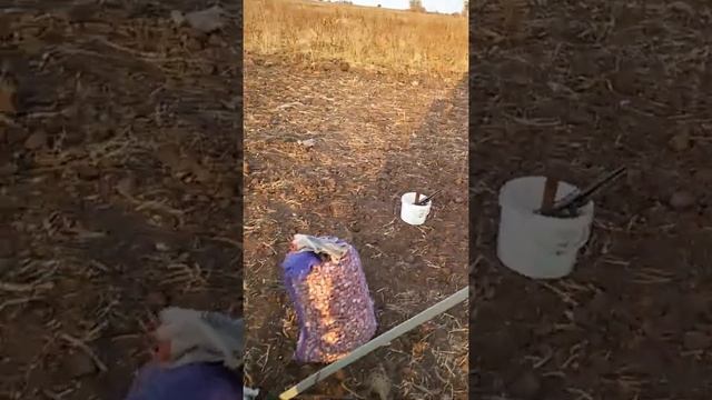 Посев зубка озимого чеснока 18 октября 2015 смотреть онлайн
