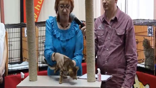 MVI 1350 mpeg2 Нижний Новгород 2013г.Выставка кошек смотреть онлайн