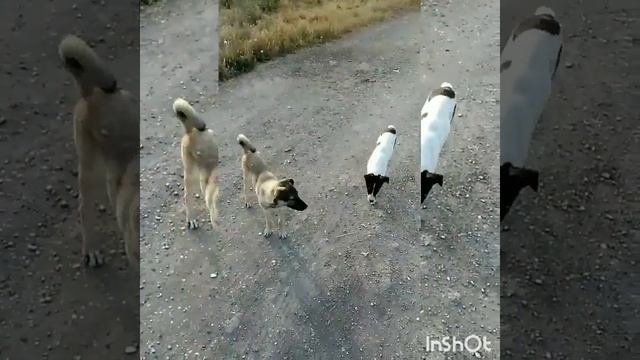 Друзяки ).mp4 смотреть онлайн
