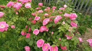 ???Канадские розы цветение 10.06.2019. Двадцатилетний опыт выращивания.