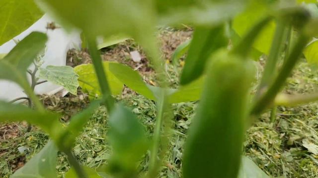 134. Перцы, которые завязались первыми. смотреть онлайн