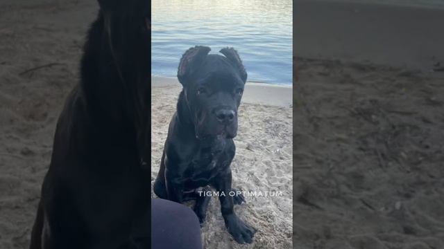 Кто хочет купить щенка Кане-Корсо? Можем сказать. Отзыв смотреть онлайн