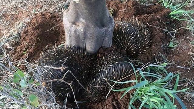 ЕХИДНА - Колючая австралийка смотреть онлайн