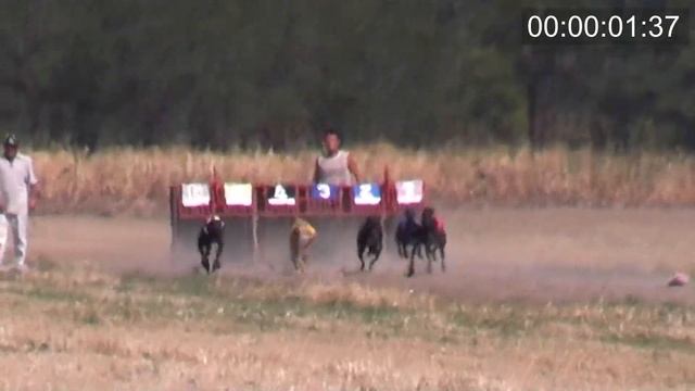 GREYHOUND RACING НА ДОНУ ч2 22 08 2020 смотреть онлайн