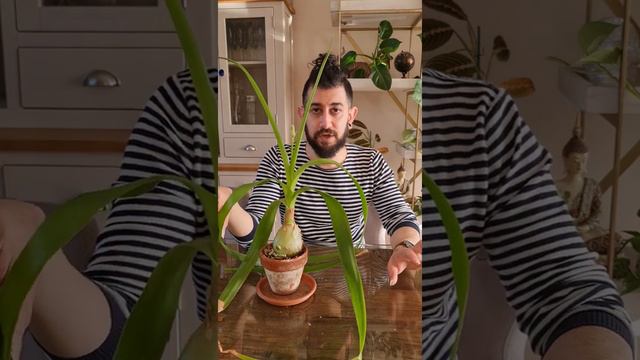 Pregnant onion care and tips смотреть онлайн