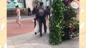 Пранк в Америке с зеленым кустом